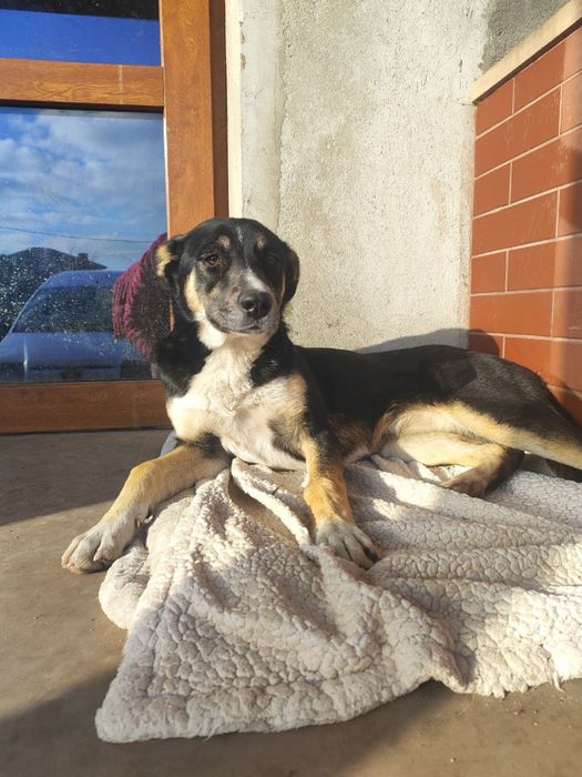 Цуценятко в добрі руки, дівчинка(стерилізація за наш рахунок)