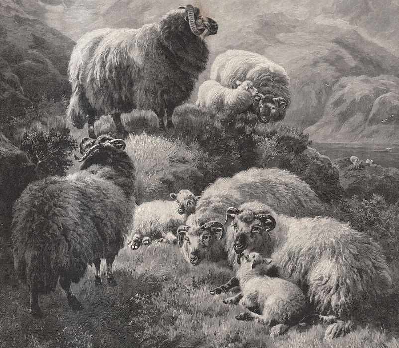Watson: Owce w górach. Drzeworyt ilustracyjny 1902 r. oryginał