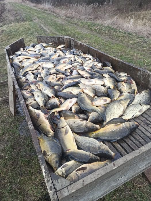 Świeży, dorodny karp prosto ze stawu – idealny na święta!