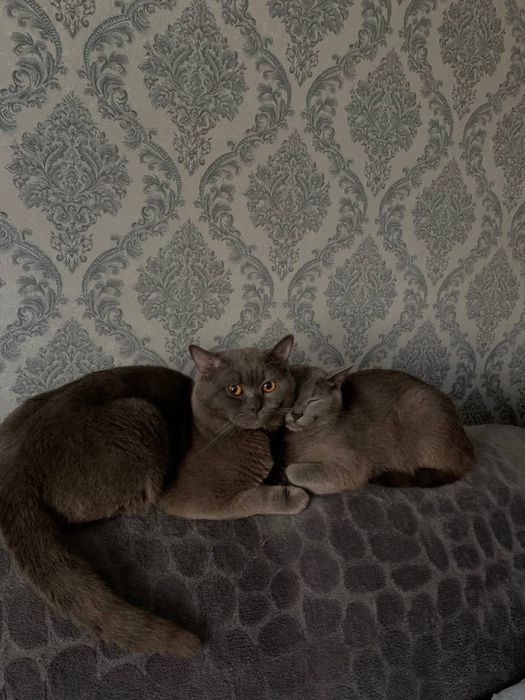 Вʼязка з Британцем