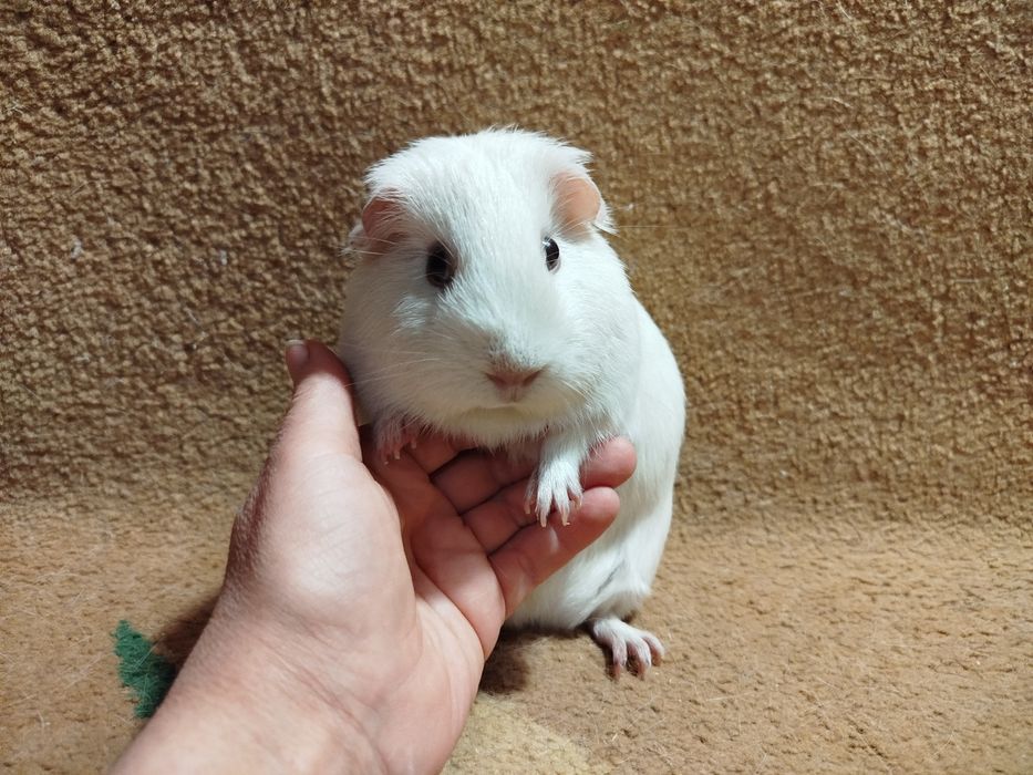 Морская свинка. Селф. Девочки.