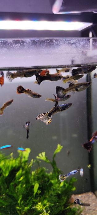 Guppys sortidos - Criação caseira