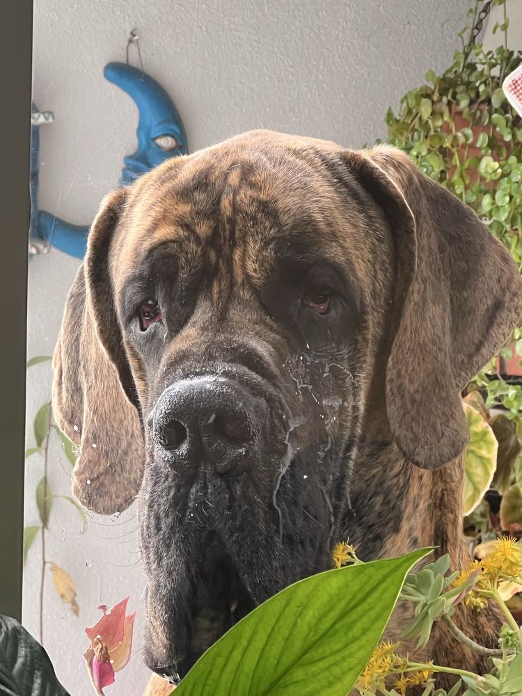Dogue alemao Dourada