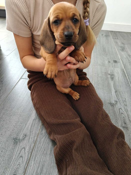 Słodka suczka jamnika krótkowłosego – brązowa podpalana