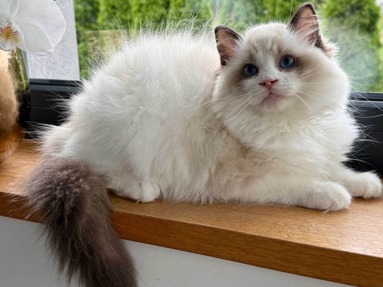 Śliczny kocurek  RAGDOLL do odbioru