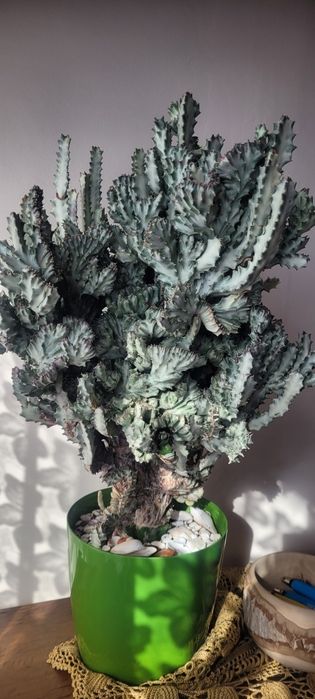 Kwiatek wilczomlecz.