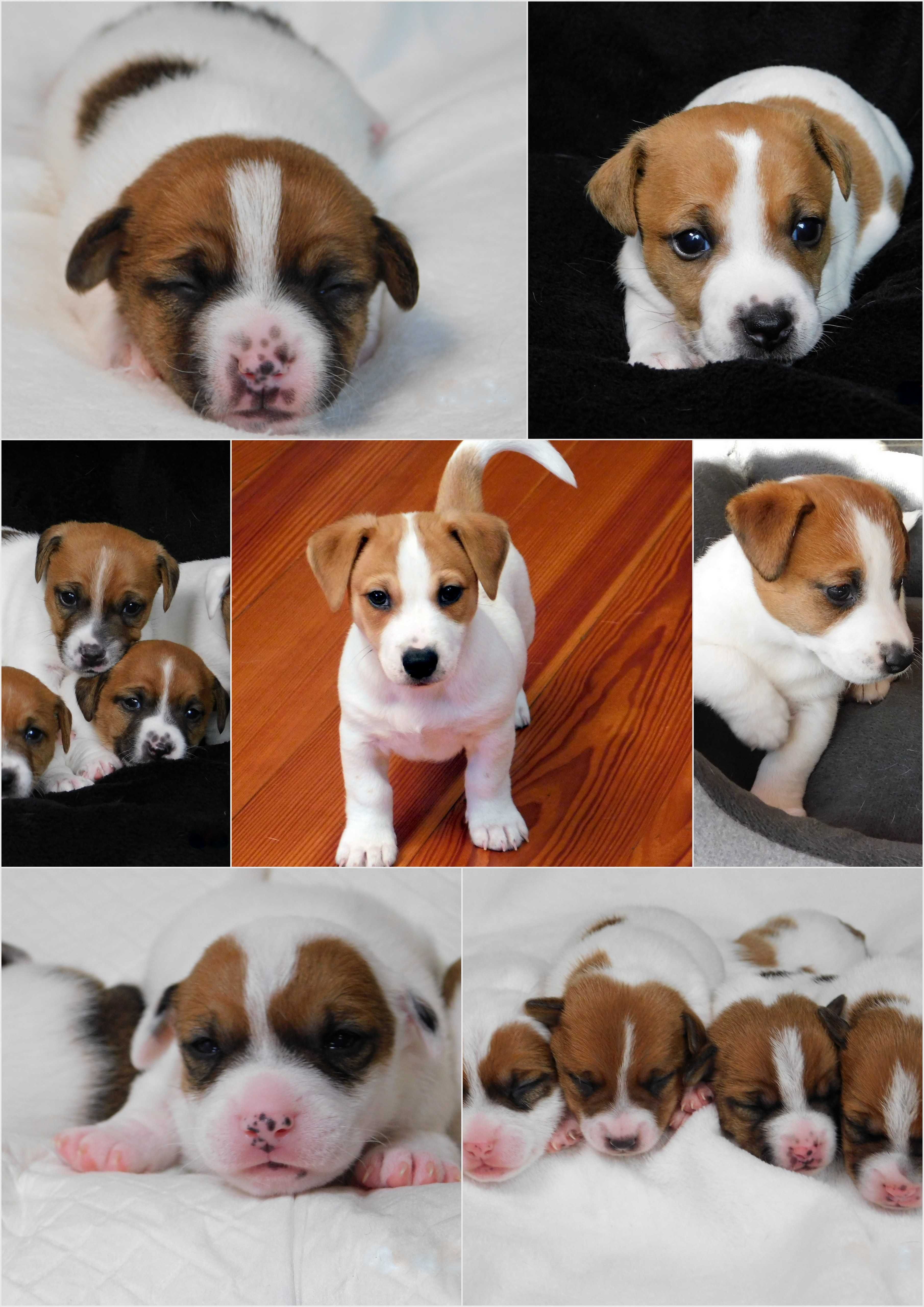 Jack Russell Terrier z hodowli "BREFIO" /badania genetyczne