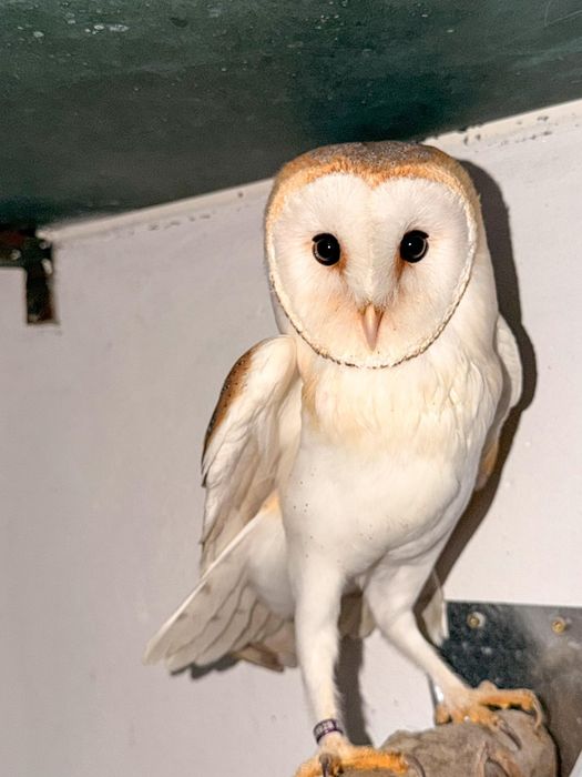 Coruja-das-torres (Criador Legal ICNF)