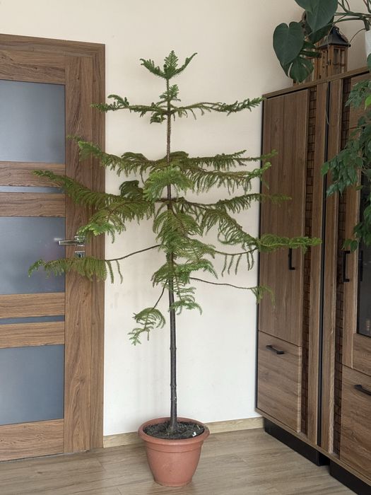 Araukaria ok. 190 cm
