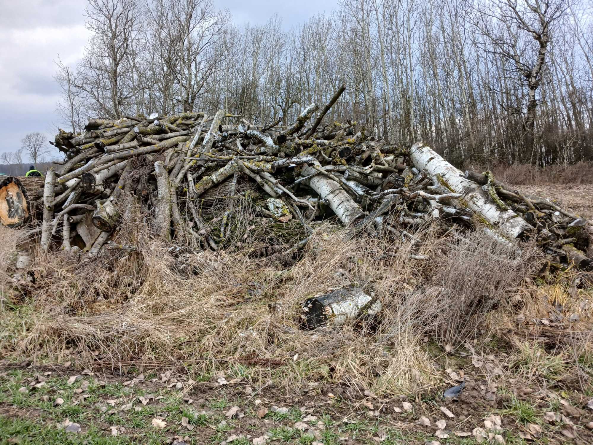 Sprzedam Drzewo Topola (bialodrzew)