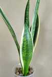 Sansevieria 'White Twist'  sansewieria