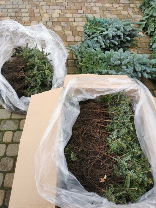 Sadzonki jodła Nordmann i Nobilis do 25 cm