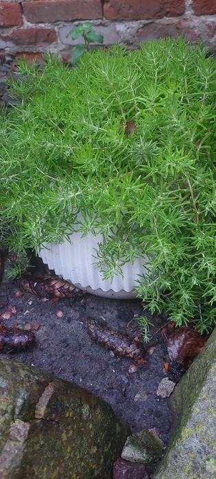 Рослини для альпійської гірки