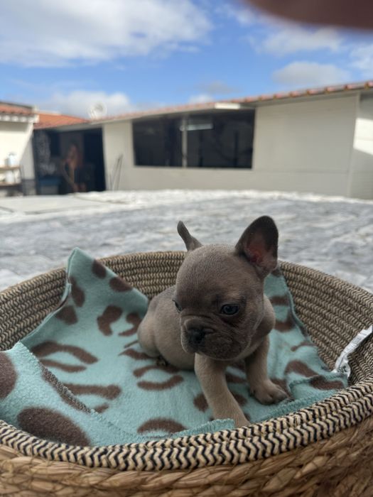Bulldog Francês Excelente Linhagem