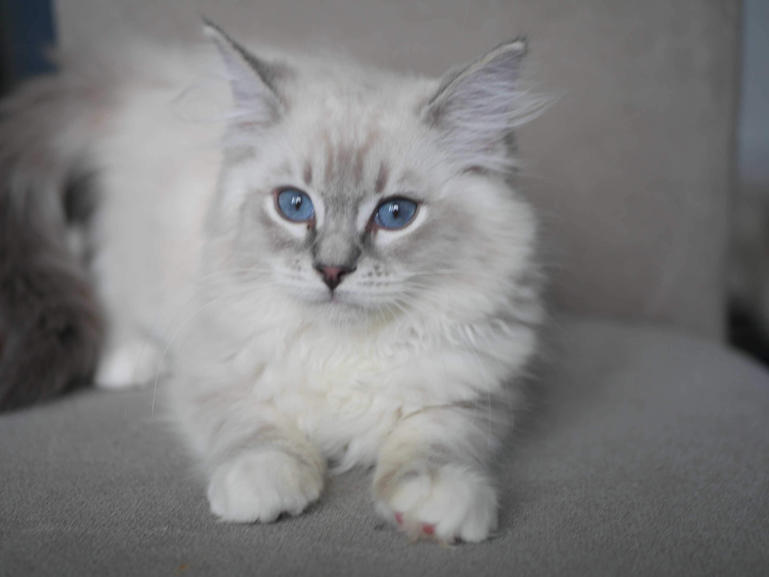 Ragdoll kotka cudowna przytulanka,rasowa, rodowodowa FPL