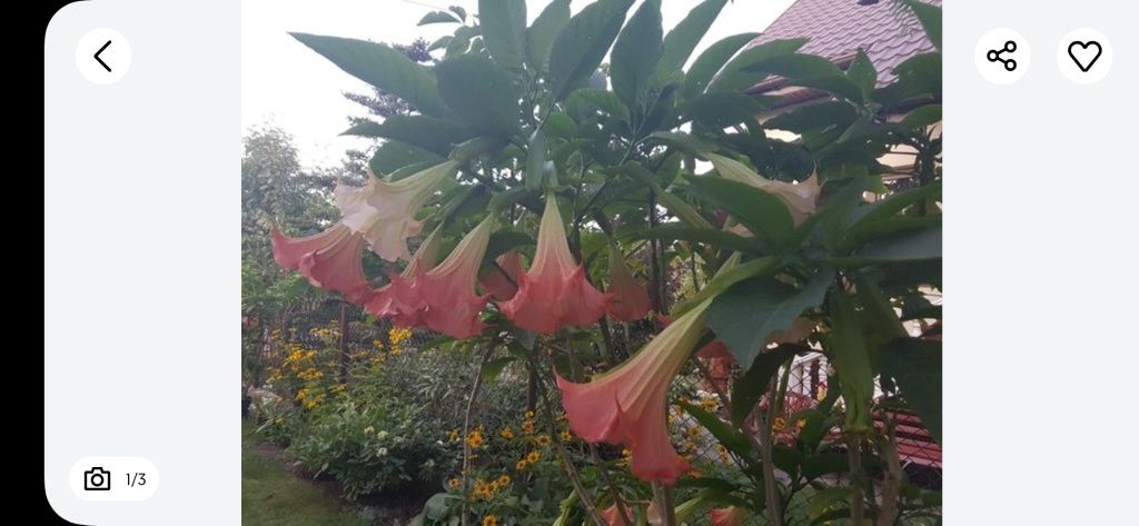 Sadzonk kwiatai datura