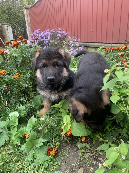 Маленькі принцеси шукають нову родину