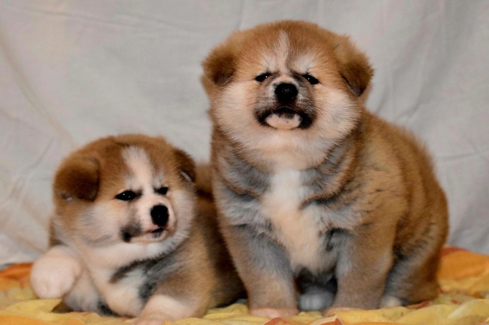 Akita Japonska czerwona suczka i samczyk