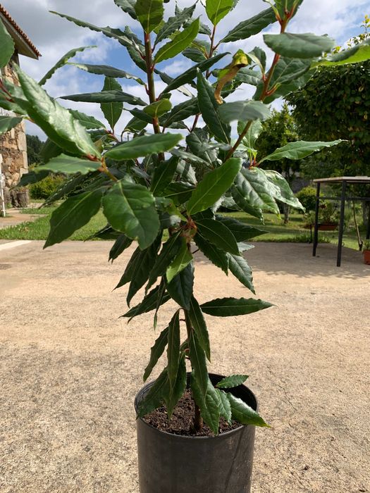 Loureiros - Laurus Nobilis