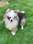 Menina spitz lindissima