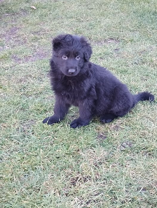 Owczarek Niemiecki Długowłosy