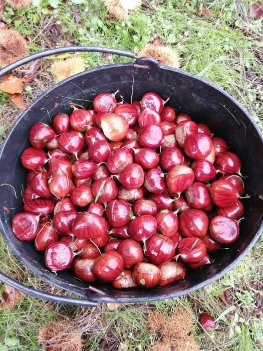 Castanhas doces saborosas beira alta