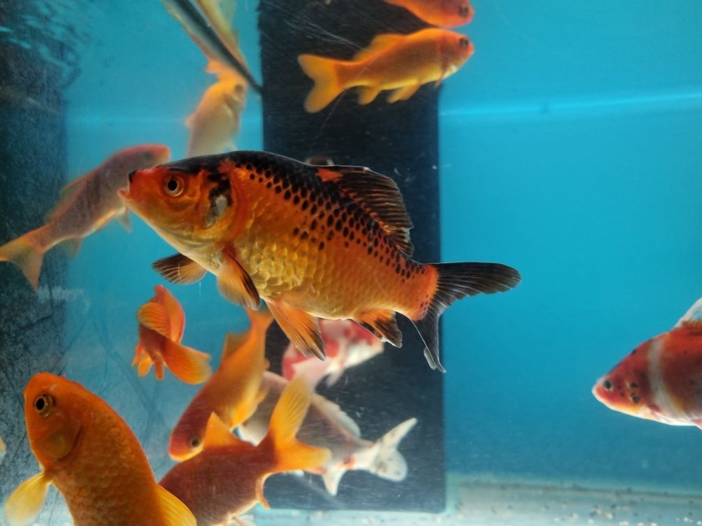 Karaś kolorowy ryby do oczka wodnego
