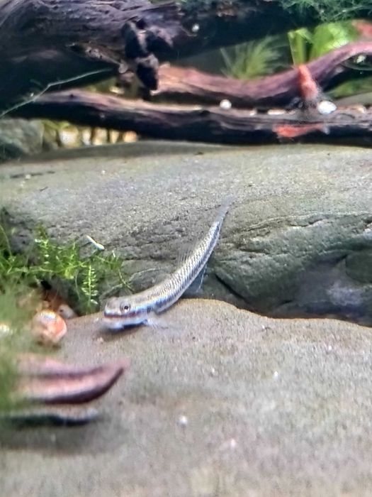 Aquário Completo 60L