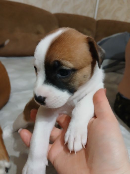 Метиси Стафа і Пітбульки