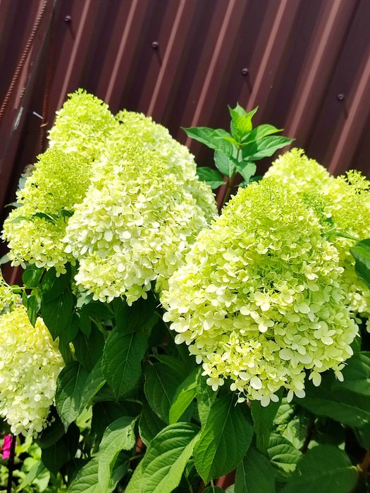 Шавлія дібровна синьо-фіолетова (шалфей)