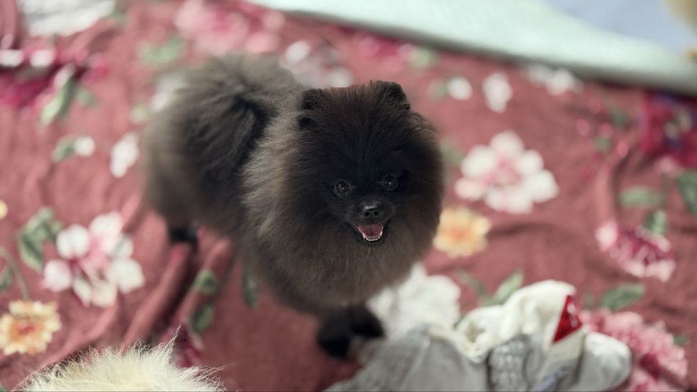 Szpic miniaturowy pomeranian FCI