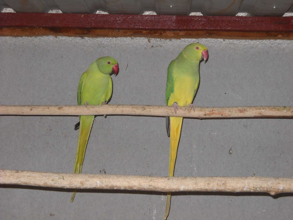 Papugi aleksandretty aleksandretta OPALIN / GO