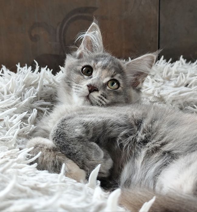 Śliczna szylkretowa koteczka  Maine Coon LATIKA Ashantu*PL