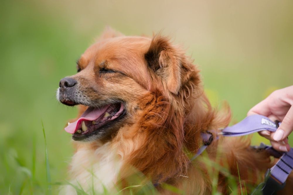 Maly rozbrykany Boguś czeka na dom