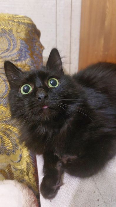 Пухнастий молодий котик з очима по вісім копійок)