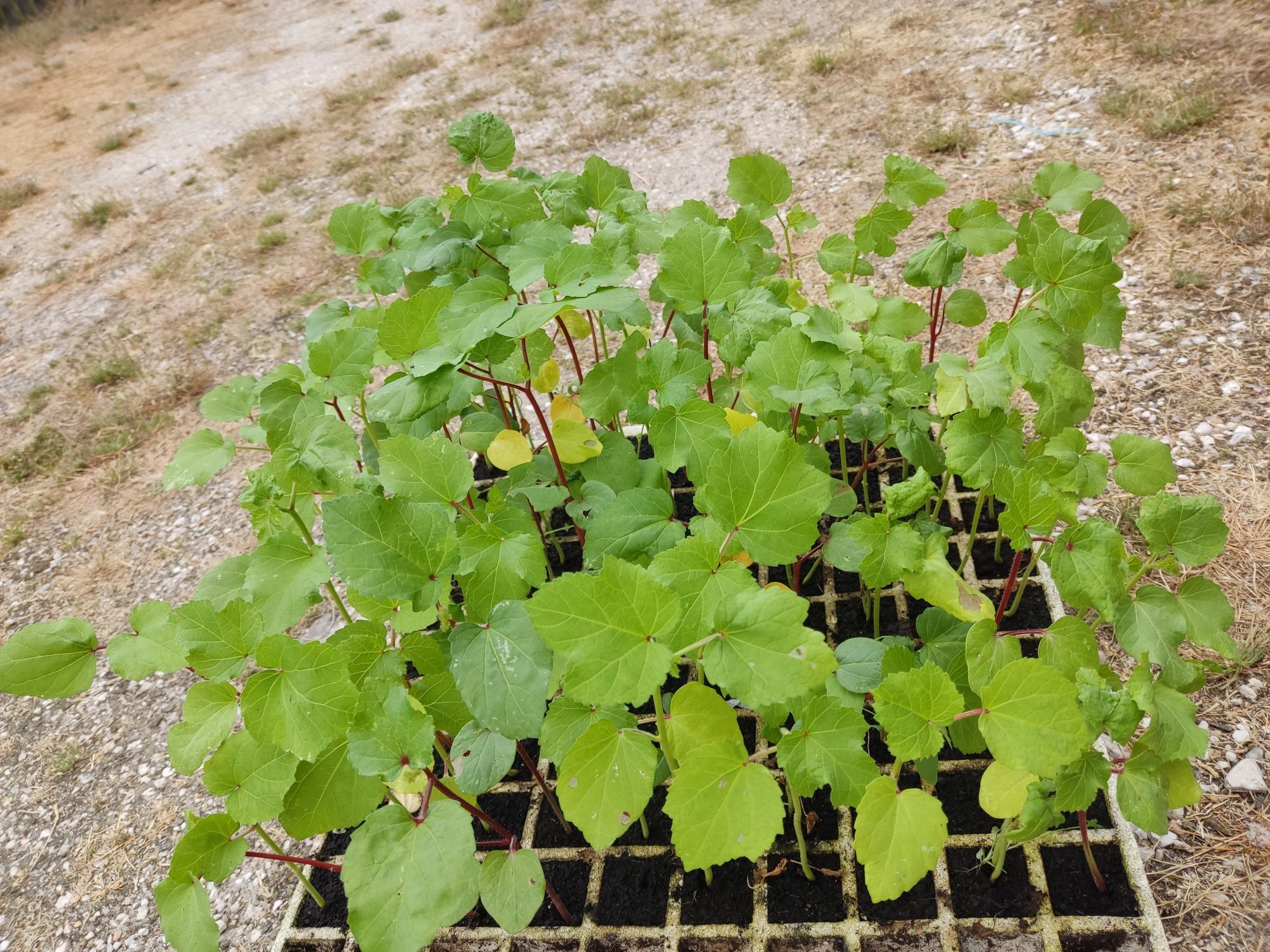 Plantas/Mudas de quiabo verde e vermelho