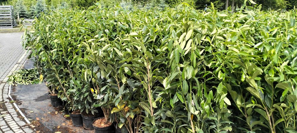 Laurowiśnia Novita Elly w doniczce 100-120 cm