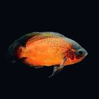 Red Oscar Cichlid (Astronotus ocellatus)