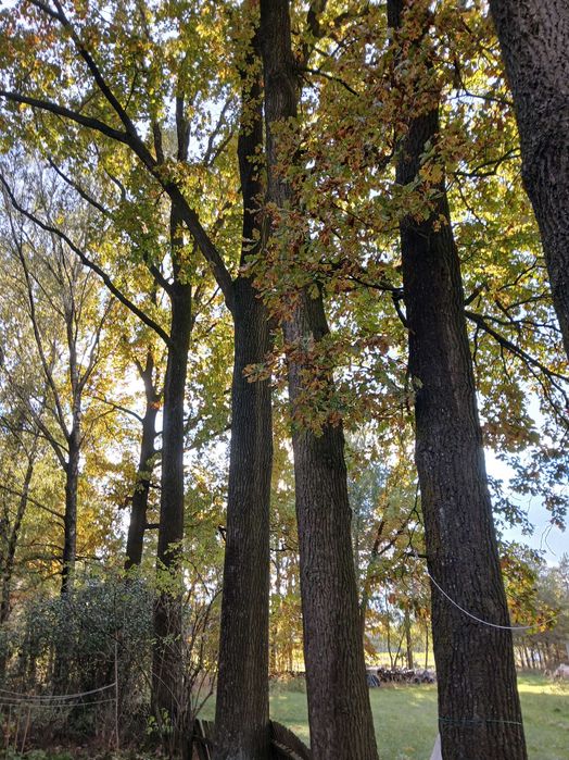 Dab na pniu 7sztuk drzewo deski bale schody