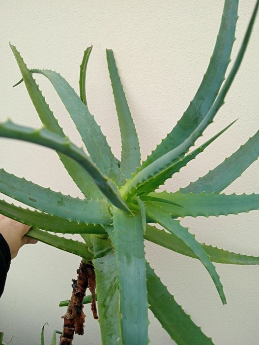 Cacto de aloe vera