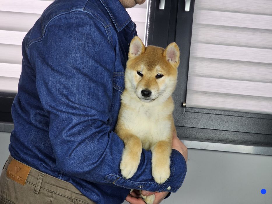 Shiba inu ZKWP FCI doskonały rodowód