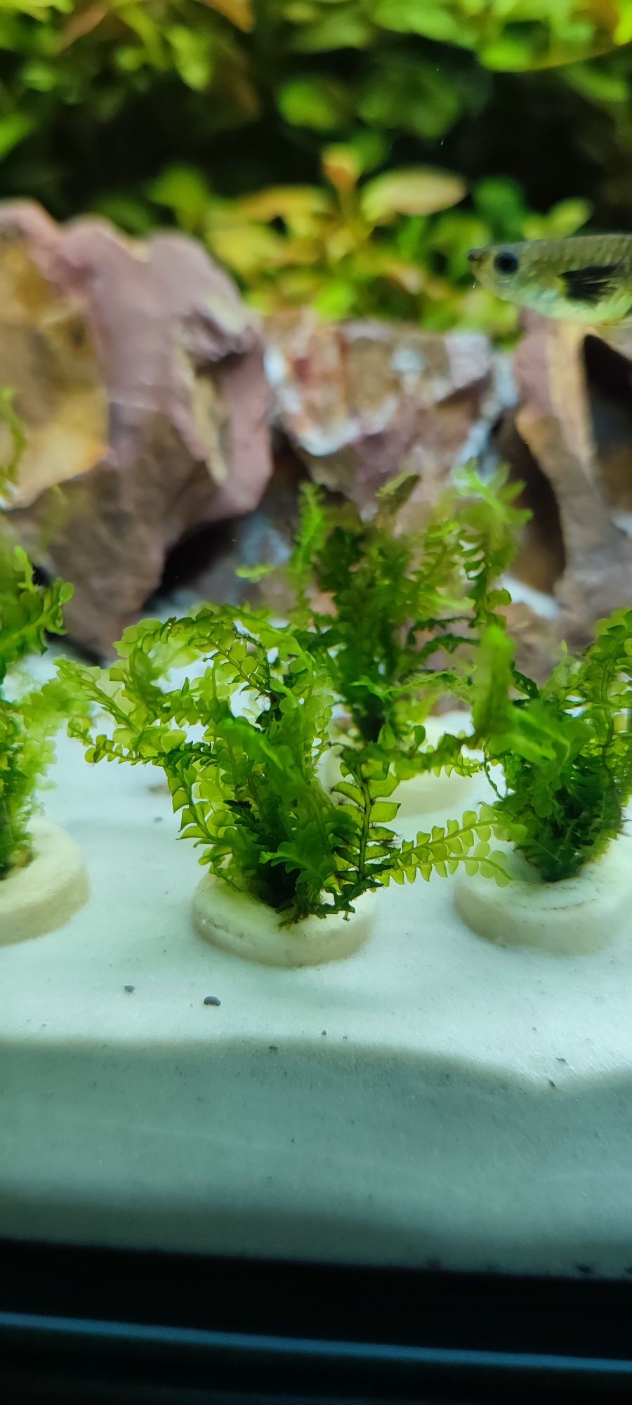 Cameroon Moss, mech do akwarium