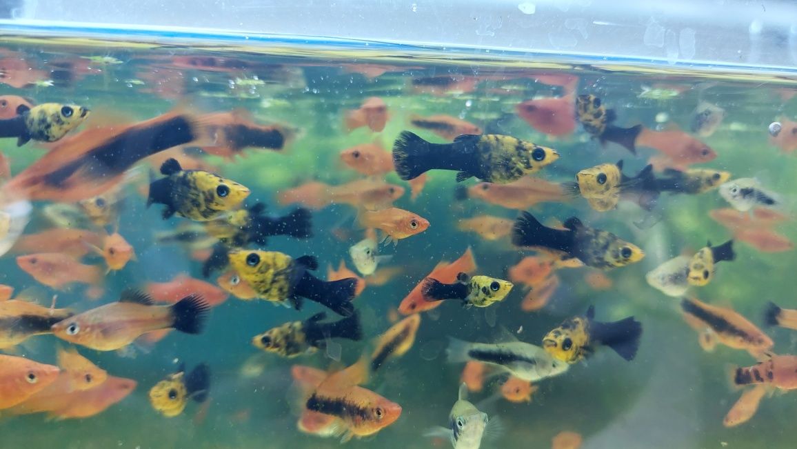 Molinezja  (Poecilia sphenops) różne odmiany barwne WYSYŁKA AKWAWIN
