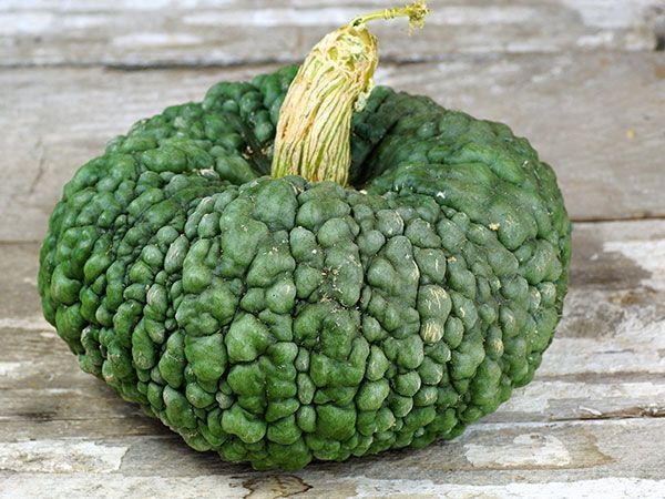 5 Sementes de Abóbora Rara Marina Di Chioggia