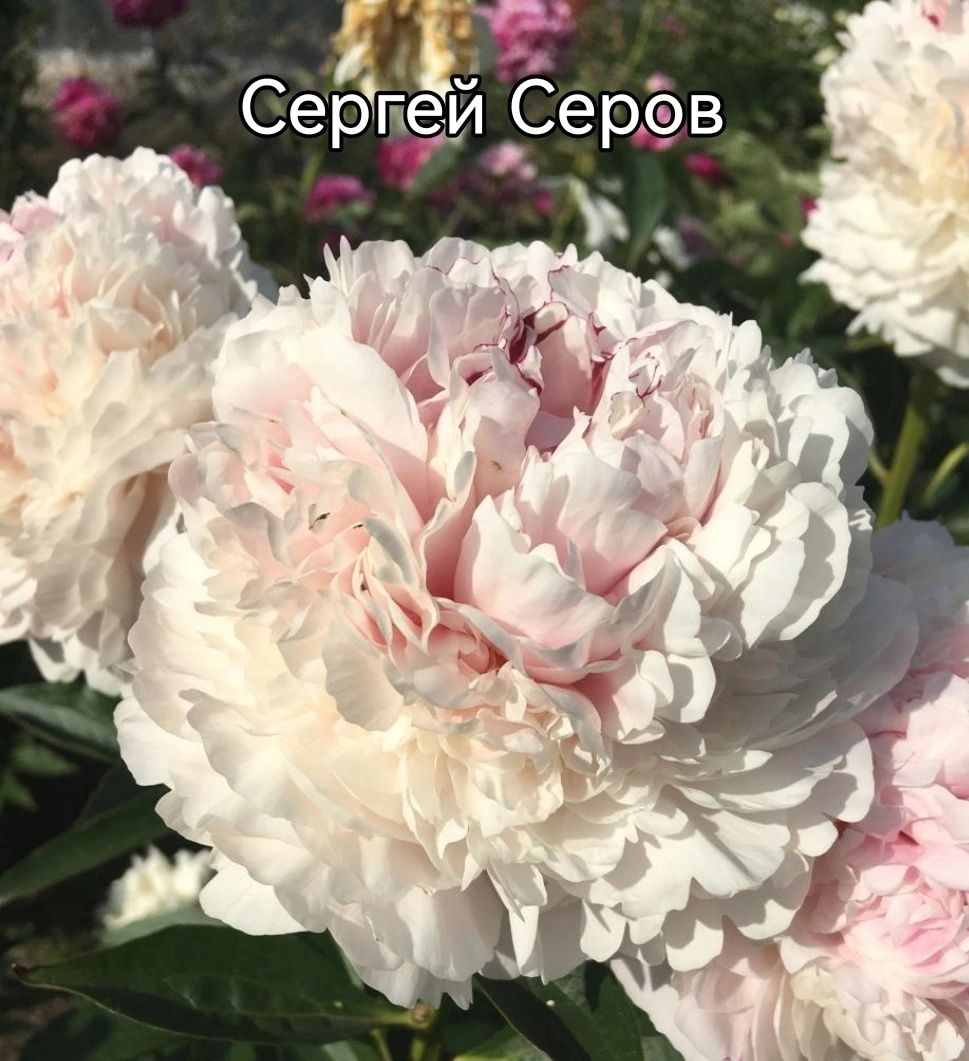 Пионы корни  на посадку
