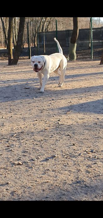 Вязка американский бульдог