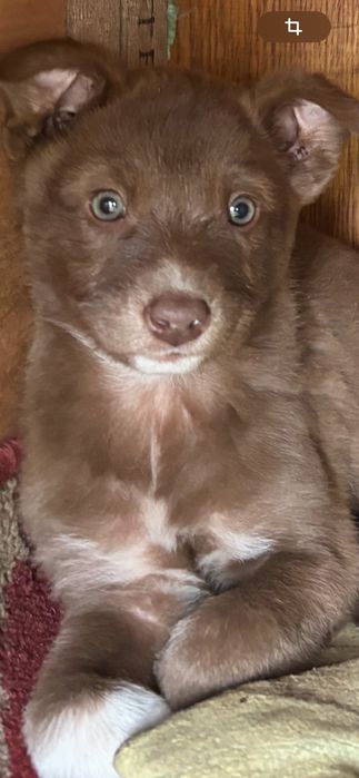 Щеня, дівчинка 3.5 місяців в пошуках господаря