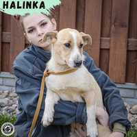 Halinka - sunia czeka na dom