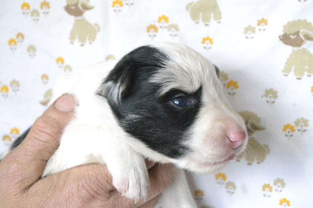 Цуценята Бордер Колли КСУ