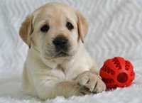 Przepiękny szczeniak Labrador Retriever